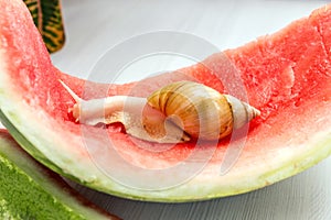 Giant snail Achatina fulica. Snail crawling on a red watermelon peel