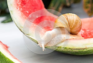 Giant snail Achatina fulica. Snail crawling on a red watermelon peel