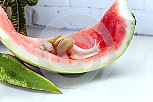 Giant snail Achatina fulica. Snail crawling on a red watermelon peel.