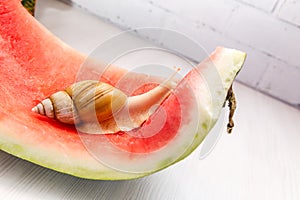 Giant snail Achatina fulica. Snail crawling on a red watermelon peel.