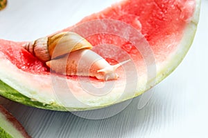 Giant snail Achatina fulica. Snail crawling on a red watermelon peel.