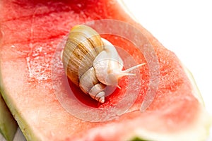 Giant snail Achatina fulica. Snail crawling on a red watermelon peel.