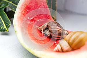 Giant snail Achatina fulica. Two snails with shells of different colors are crawling on the skin of a red watermelon