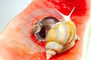 Giant snail Achatina fulica. Two snails with shells of different colors are crawling on the skin of a red watermelon