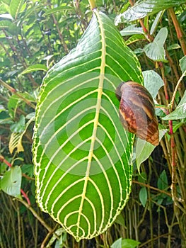 A giant snail climbed on a huge leaf.