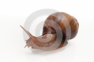 giant snail crawling on a white background