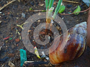 Giant snail in its shell in the garden