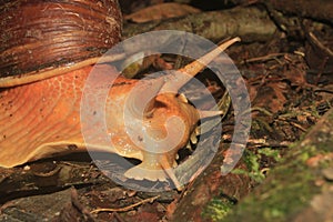 A giant snail, Megalobulimus popelairianus, in the Amazon of Ecuador