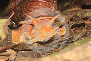 A giant snail, Megalobulimus popelairianus, in the Amazon of Ecuador