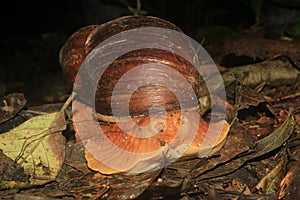 A giant snail, Megalobulimus popelairianus, with its antennae pulled back