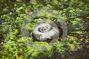 Giant Snail In A Mossy Pond