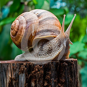 Giant snail perched on tree stump, showcasing its impressive size