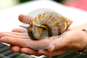 Giant snail for sale