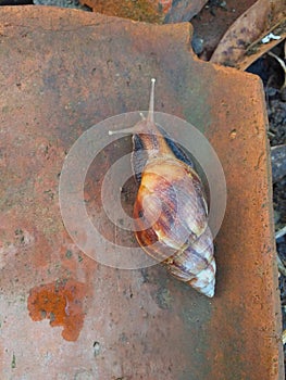 Giant snail walking on broken roof tiles in the garden