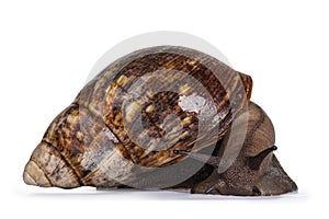 Giant snail on white background