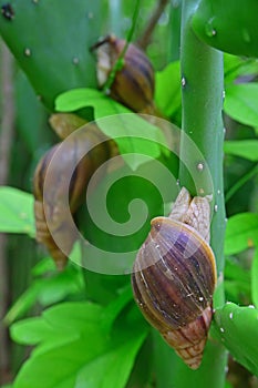Giant Snails, believed to be Achatina fulica, on Cactus at Rodrigues Island, Mauritius, East Africa