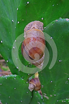 Giant Snails, believed to be Achatina fulica, on Cactus Stem Surface at Rodrigues Island, Mauritius, East Africa