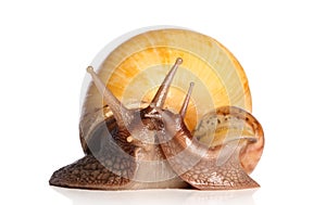 Giant snails kissing
