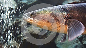 Giant snake head fish in aquarium tank