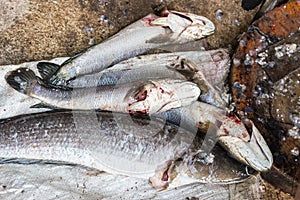 Giant snakehead fish.