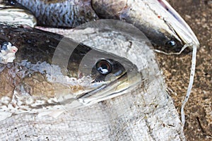 Giant snakehead fish.
