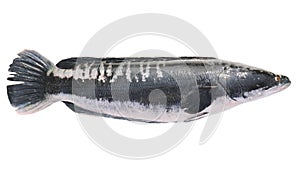 Giant snakehead fish isolated on white background