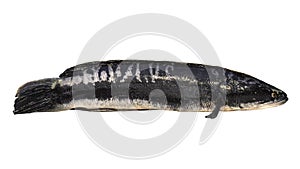 Giant snakehead fish isolated on white background