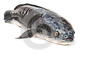 Giant snakehead fish on white background