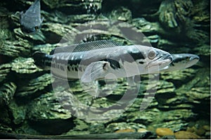 Giant snakehead,giant mudfish,freshwater fish,Channa micropeltes,Channidae photo