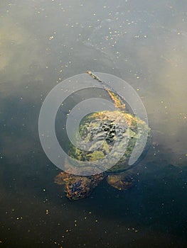 Giant Snapping Turtle swimming on pond surface