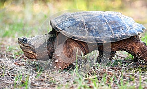 Giant Snapping Turtle walking