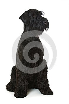 Giant snauzer dog on white background