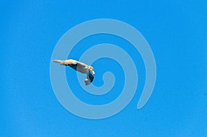 A Giant Southern Petrel in Flight