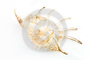 Giant Spider Conch Shell (Lambis Truncata)