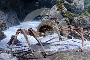 Giant spider crab