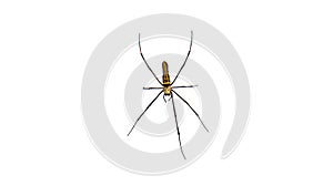 Giant Spider, white background
