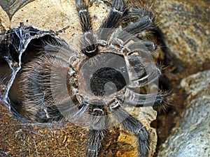 Giant Spider Lasiodora Parahybana photo