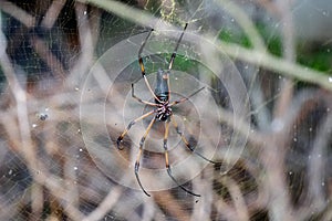 Giant spider of Seychelles. Mahe island