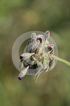 Giant Spiderwort Bloom Pod