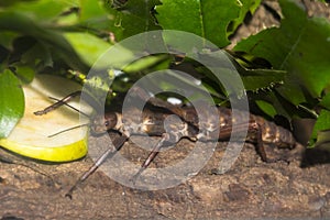 A giant spiny stick insect is eating an apple