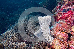 Giant sponge in the blue background while divinig Indonesia