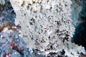 Giant sponge in the blue background while divinig Indonesia