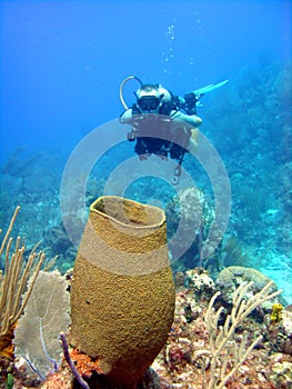 Giant sponge and diver