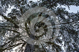 Giant spruce with snow