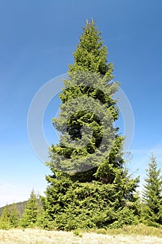 Giant spruce tree