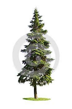 Giant spruce tree photo