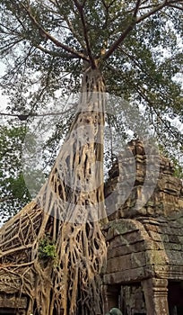 Giant spung tree and encased roots in temple Ta Prohm Angkor wat Siem Reap, Cambodia