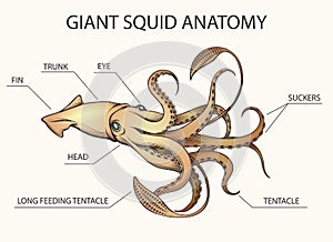 Giant Squid Anatomy Illustration