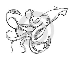 Giant Squid Engraving Illustration photo