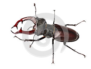 Giant Stag Beetle